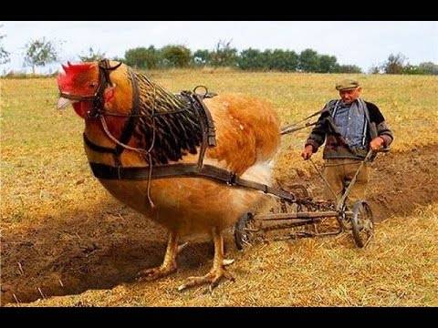 بالفيديو - شاهد: أضخم الحيوانات الموجودة على سطح الأرض، لن تصدق انها موجوده بالفعل !