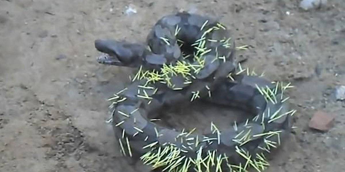 فيديو تقشعر له الأبدان.. شاهد ما حصل لثعبان حاول ابتلاع قنفذ!