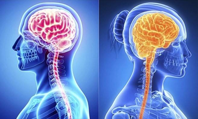 عذرا أيها الرجال.. مساحة الذكاء في دماغ المرأة أكبر