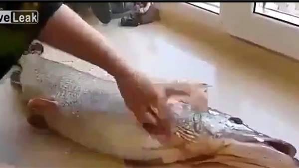 هذا ما وجدته سيدة داخل السمكة التي تنظفها