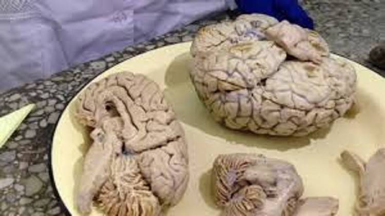 العلماء يحددون مركز التسامح في دماغ الإنسان