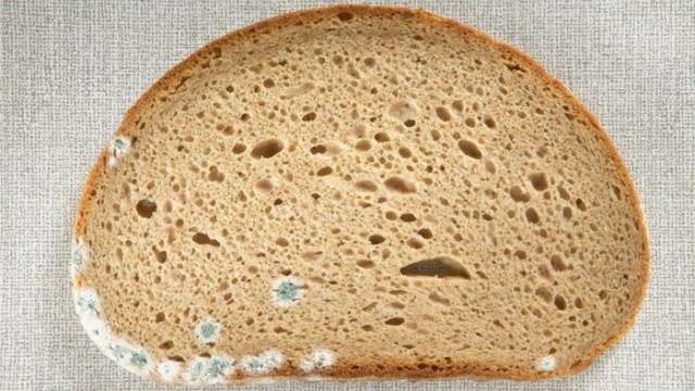 توقفوا فوراً عن القيام بهذا الامر بالخبز المتعفن!