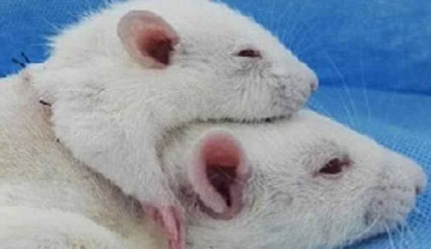 لأول مرة.. تجربة ناجحة لزراعة رأس فأر