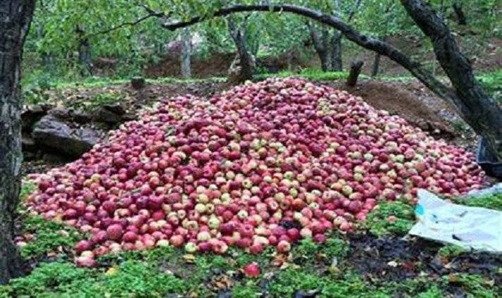 الإغاثة تباشر غداً توزيع الشيكات على مزارعي التفاح