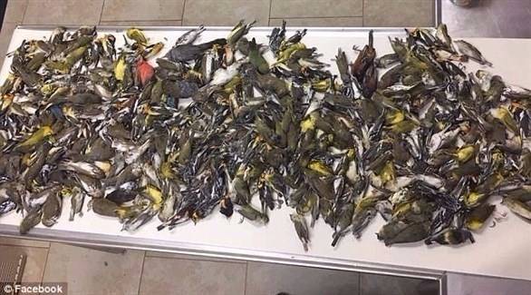 بالصور: نفوق 400 طائر بسبب ناطحة سحاب في تكساس!!