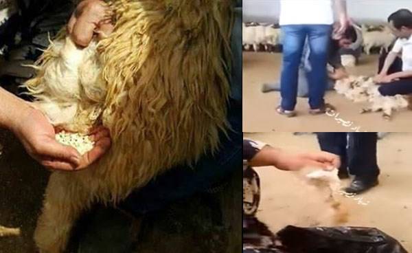 بالفيديو: احباط عملية تهريب نصف مليون حبة كبتاجون إلى السعودية!!