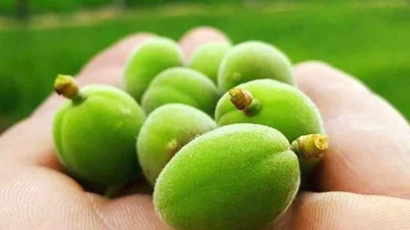 اللوز الأخضر لخسارة الوزن! مع ملح أم بدونه؟