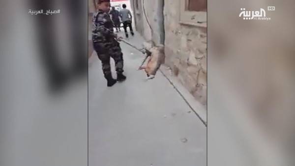 بالفيديو: "ضب" ضخم يثير الذعر بالطرقات.. والسكان يستدعون الأمن