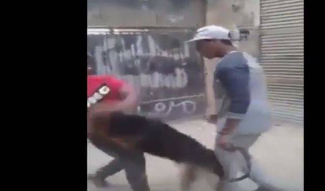 بالفيديو ..طفل "ينقض" على كلب مفترس ويشل حركته!