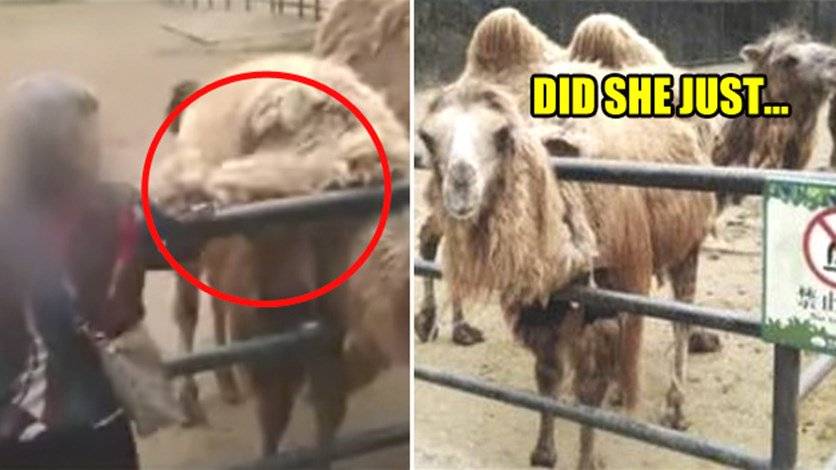 لن تصدقوا ماذا فعلت هذه السيّدة في حديقة حيوانات!