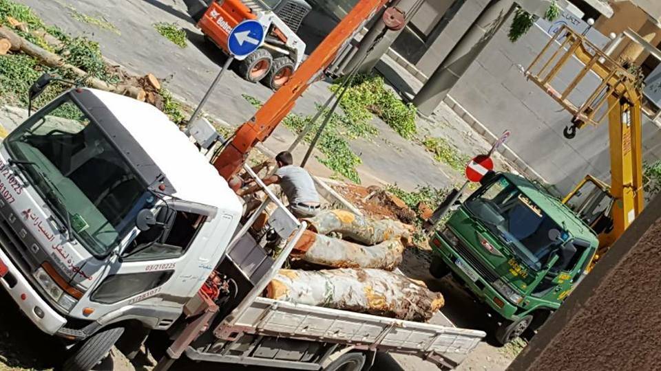 بالصور.. "مجزرة بيئية" في تلة الخياط!