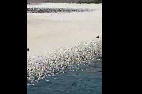 بالفيديو.. رغوة بيضاء تغطّي بحر الكلسيك!