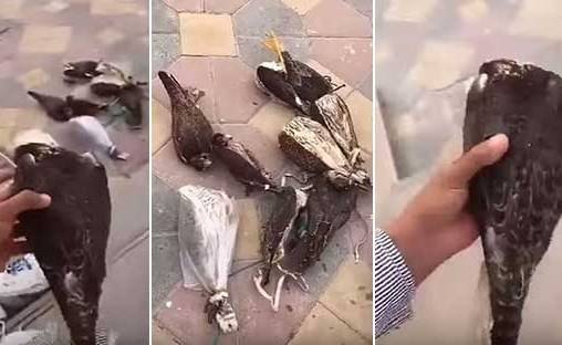 حقيقة فيديو متداول لعامل وضع صقوراً حية في الفريزر بالخطأ وتسبب في موتها