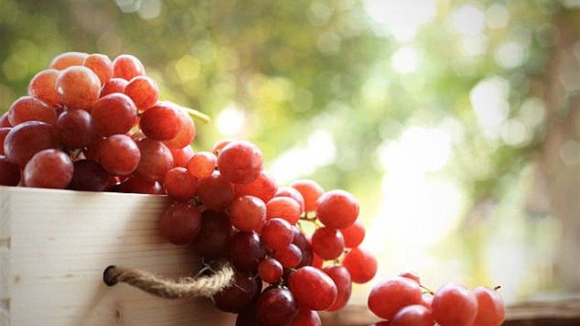 كيف تساعد بذور العنب على حماية الأسنان وتقويتها؟