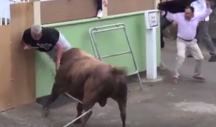 فيديو : رجل مسن ضحية ثور هائج!