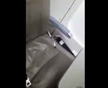 بالفيديو.. الصراصير تغزو طائرة وتثير الهلع بين ركابها!