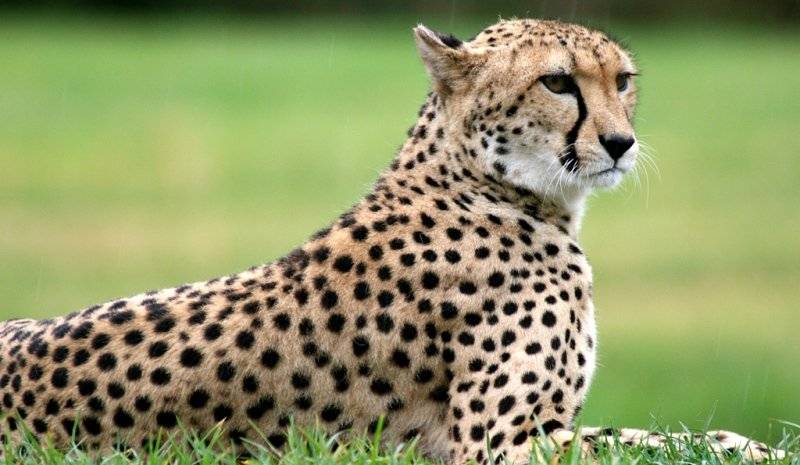 فهد يقتحم منزلًا للفتيات في مومباي الهندية