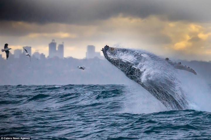 بالصور.. حوت "أحدب" يقدّم عرضاً مذهلاً فوق المياه!