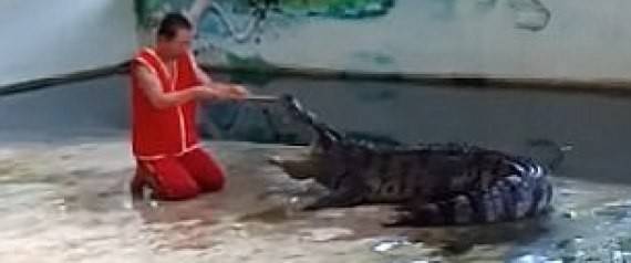 بالفيديو.. تمساح يغدر بمدرّبه ويسحق رأسه