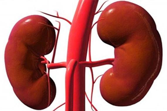بالإنفوغرافيك: احذروا من 10 عادات تدمّر الكلى