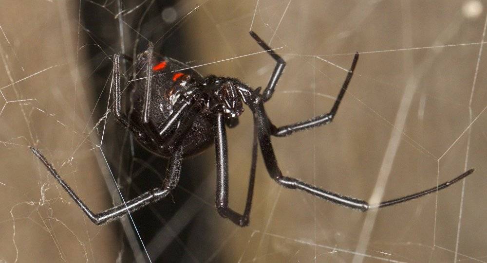 بالفيديو - جسر بطول 20 مترا من خيوط العنكبوت