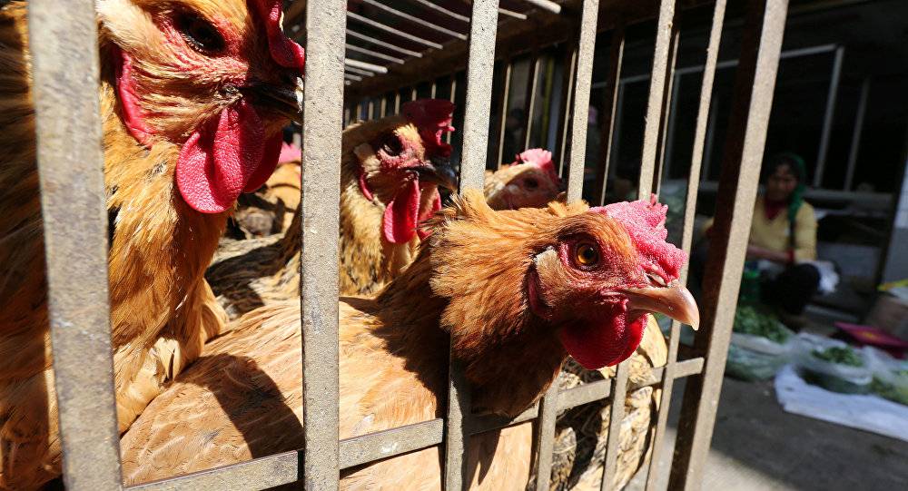 السعودية تحظر استيراد الدواجن من بلجيكا مؤقتا