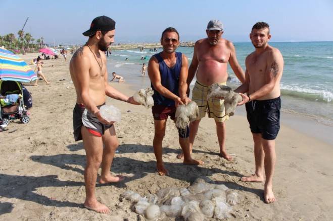 قناديل البحر تغزو شواطئ صور!