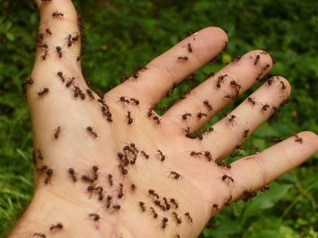 مفاجأة.. لقرصة النمل فوائد لا تخطر على بالكم!