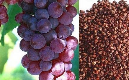 بذور العنب.. تقضي على أخطر الأمراض!