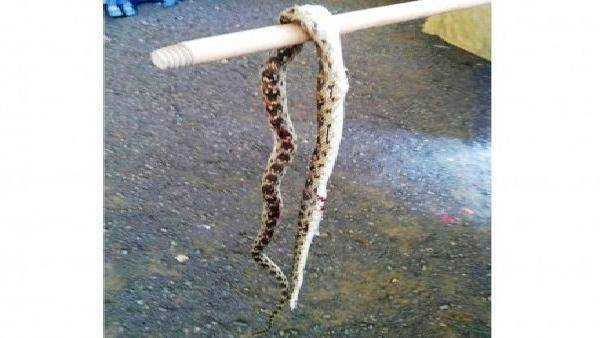 رضيع عمره 11 شهراً يتناول ثعباناً!