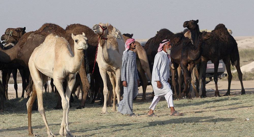 آلاف الجمال ضحية الصراع القطري - الخليجي