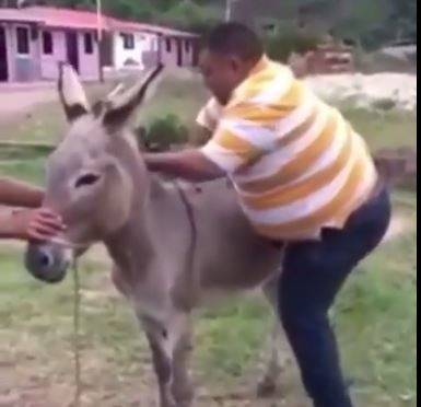 بالفيديو.. "حمار" يضع رجلاً في موقف مُحرج!