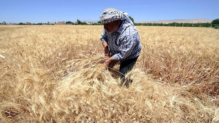 محصول القمح في سوريا يرتفع 12%
