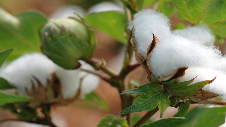 العلماء الروس يطورون سلالة جديدة من القطن عالي الإنتاجية!