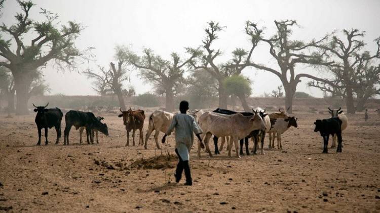 بسبب سرقة أغنام.. 55 قتيلا وجريحا في السودان