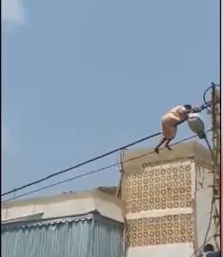 فيديو مروّع.. عانقت العامود وانتحرت في لبنان!!