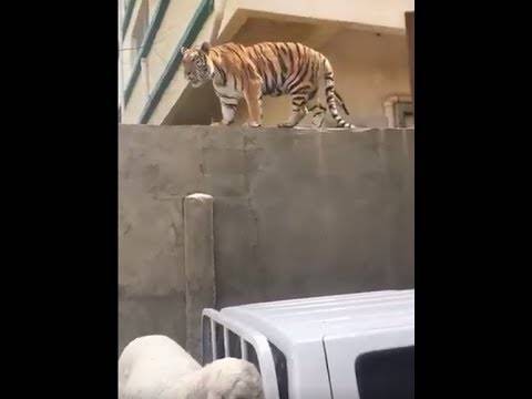 بالفيديو...نمر يتسلق سور لافتراس معزة الجيران في السعودية!