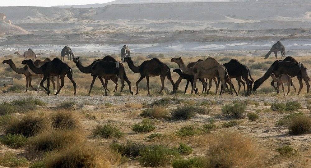 حقيقة فتح الحدود السعودية مع قطر