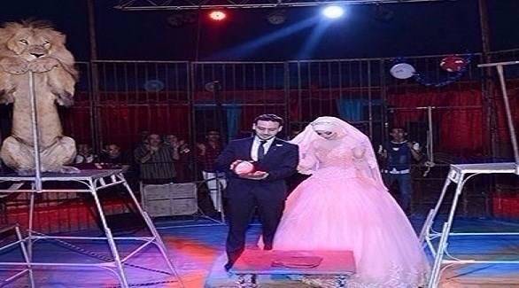 بالصور: مصري يقيم حفل خطبته داخل قفص الأسود بالسيرك!