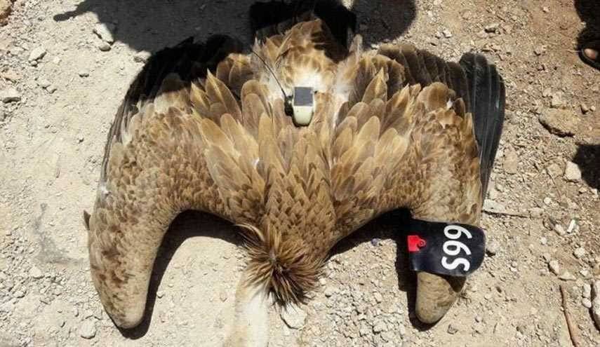 بالتفاصيل.. القبض على "النسر المتجسس" بدرعا