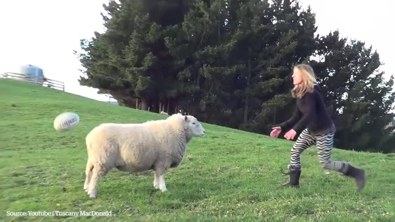 بالفيديو: خروف ينطح الكرة بمهارة اللاعبين المحترفين!