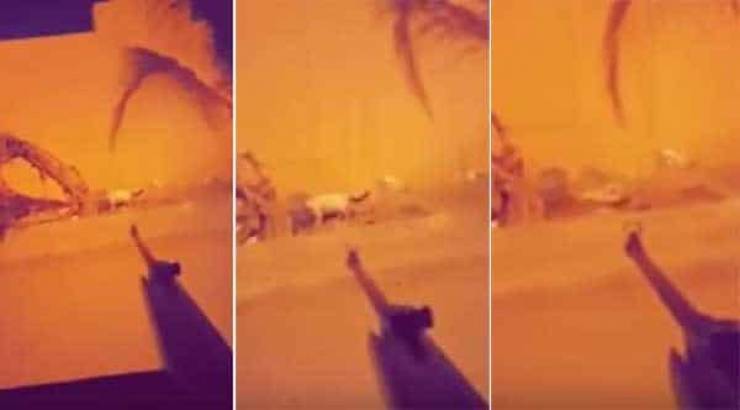 شاهد .. سعودي يقتل القطط في جدة بطريقة وحشية جدا !