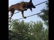 بالفيديو: كلب يمارس المشي على الحبل بمهارة!