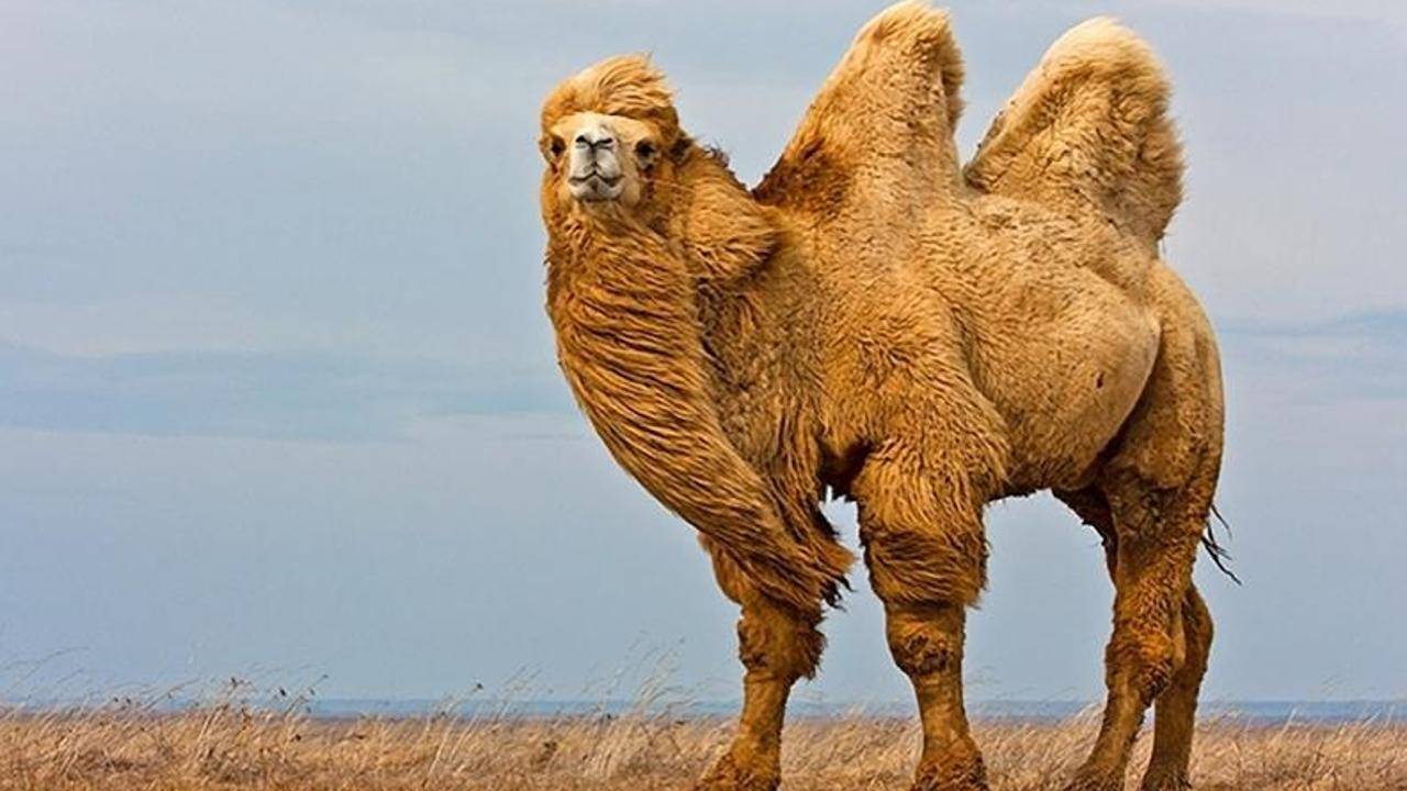 الصين تغلق 145 منجما لإنقاذ جمال 