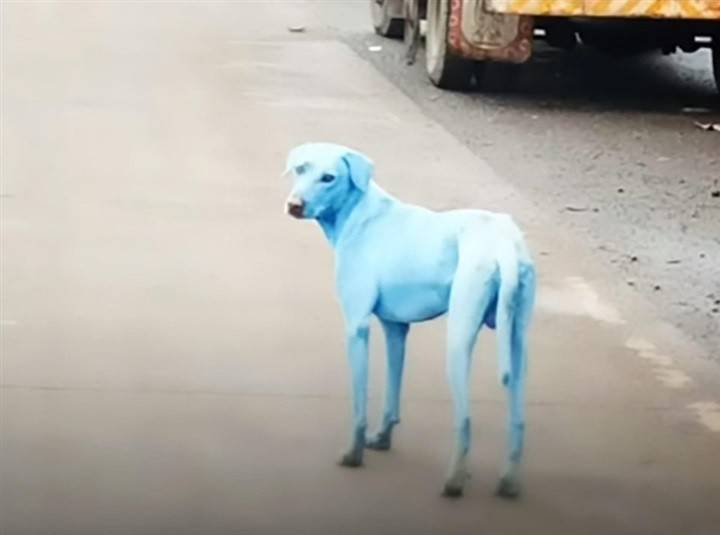 بالصور.. ظهور كلاب زرقاء في هذا البلد يثير رعب السكان!