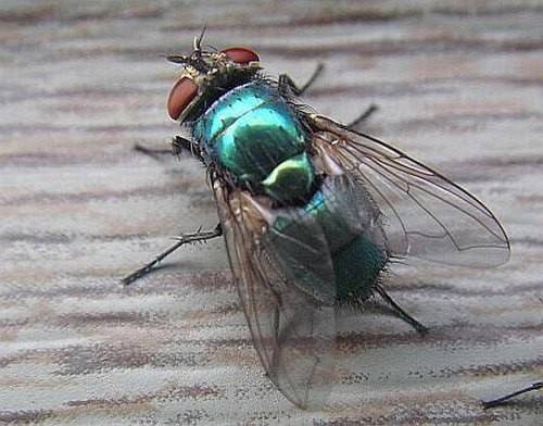 يرقة الذباب تساعد المحققين في تحديد لحظة وفاة الإنسان