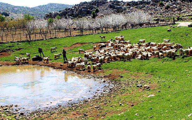 العدو حاول اختطاف راعٍ