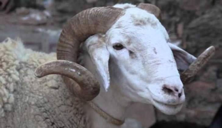 خروف العيد سقط على تونسي من ارتفاع 3 طوابق