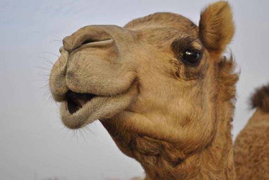 اقترب من الجمل فقطع..
