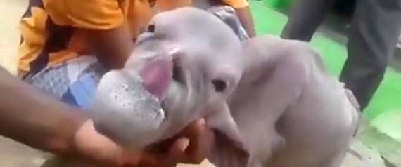 عنزة ترعب قرية بأكملها.. شاهد كيف تبدو كـ"الإنسان"